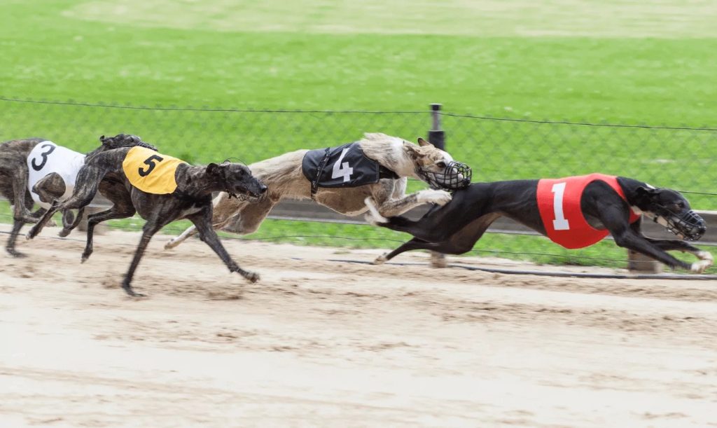 Greyhounds Betting Exchange: A New Frontier in Greyhound Betting Greyhounds betting exchange