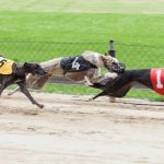 Greyhounds betting exchange