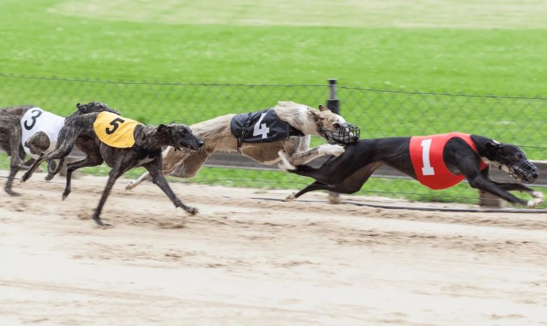 Greyhounds betting exchange